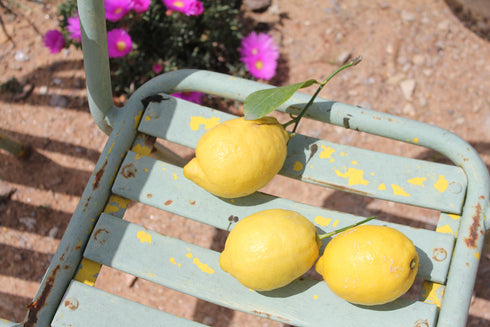 Paire de fauteuils de jardin "Mariette"